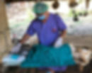 vet neutering a dog
