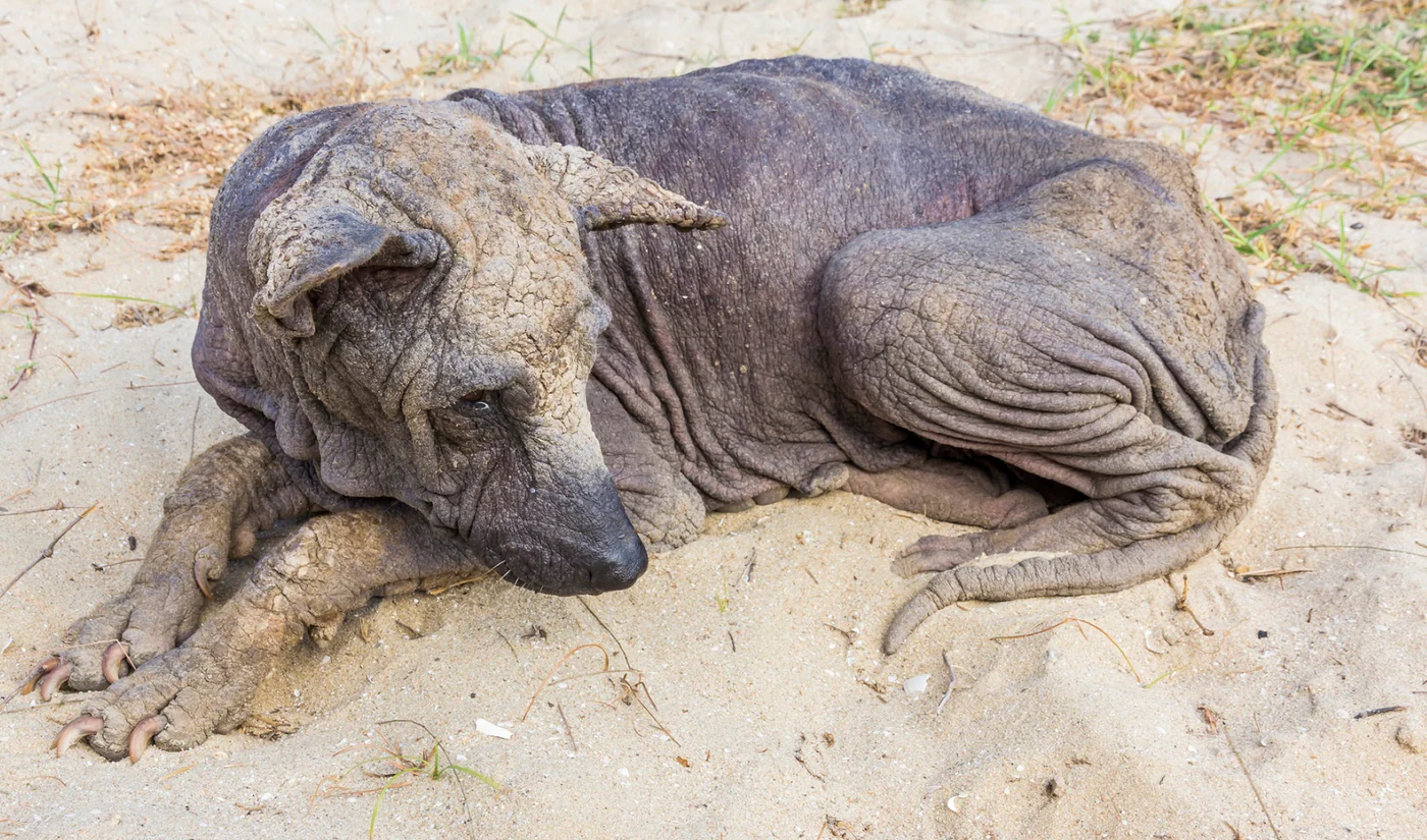 mange dog.webp
