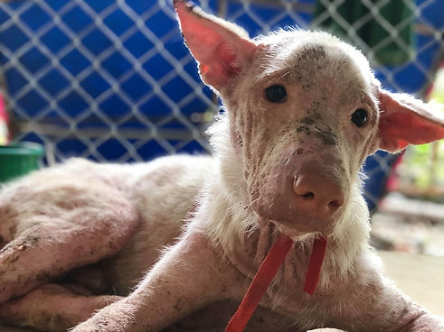 Whitey with Mange