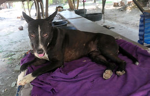 Sponsor a dog