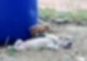 Puppies found on the beach