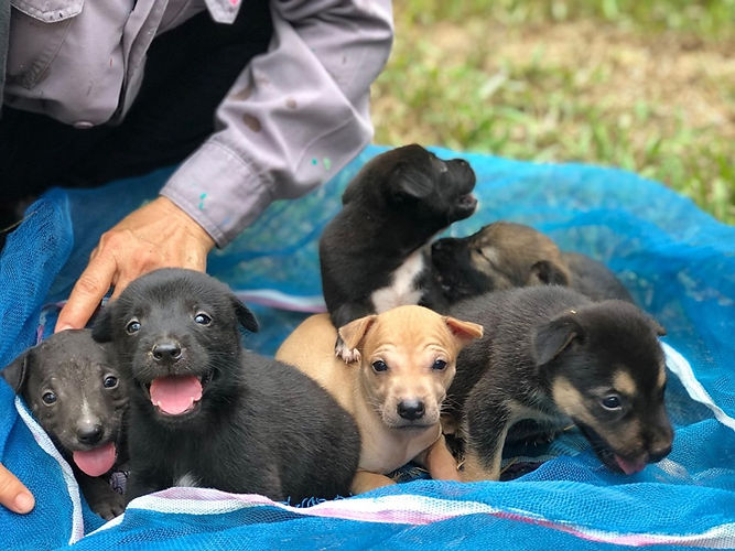 Rescuing puppies