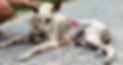 skin cancer dog 2nd treatment