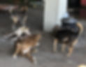 local's dogs for neutering 2023