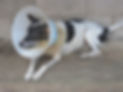 Gark one of our dogs with ear cancer