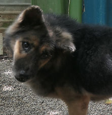 Sponsor a dog