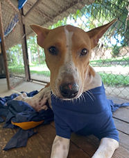Sponsor a dog