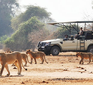 lower-zambezi-game-drives