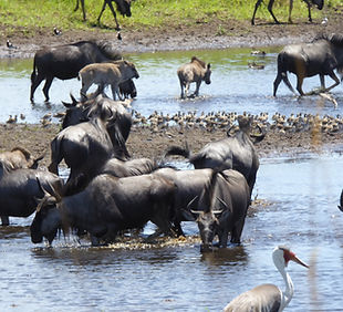 Wildebeests