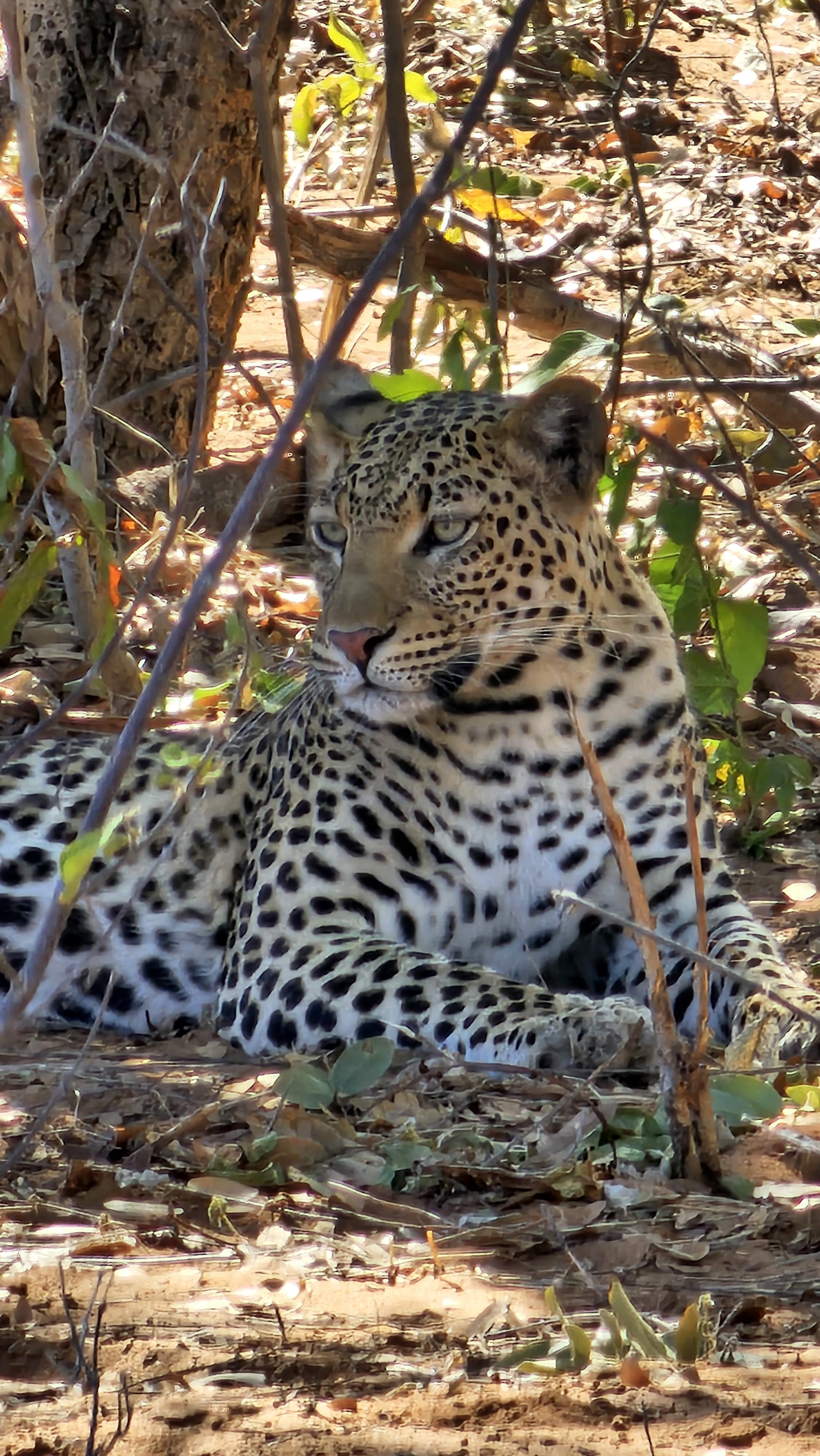 Chobe Day Trip