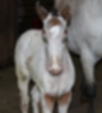 2013 ApHC Few Spot Colt
