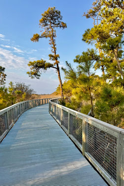 Path to Pines