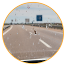 Windshield insects.png