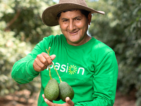 Avocado Exports to USA