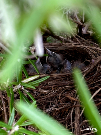 Blackbirds Nest in Rosemary Bush.png