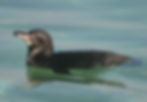 Pinguino de Galapagos