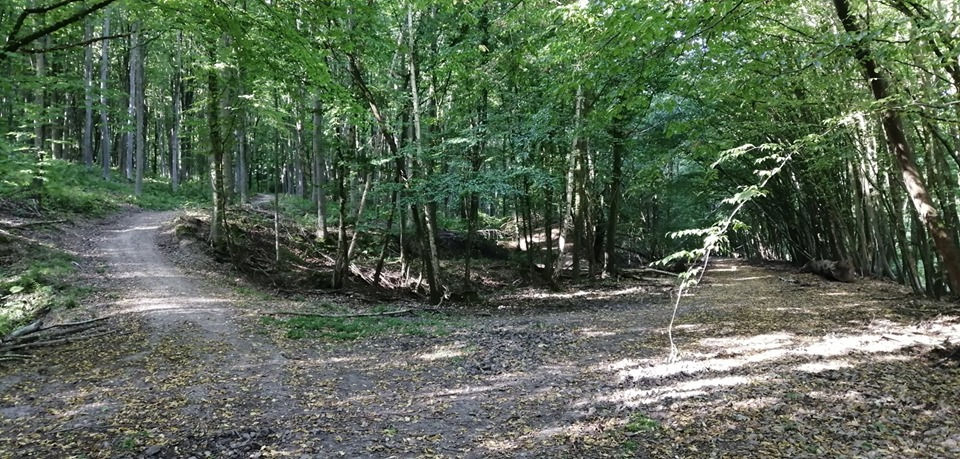 Nos_Parcours_Allée_sous-bois_3