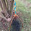 Thumbnail: Steelhead River Net