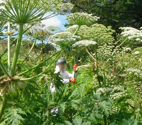 Nairn River Invasive Species Project