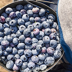 1 Gallon Blueberries 