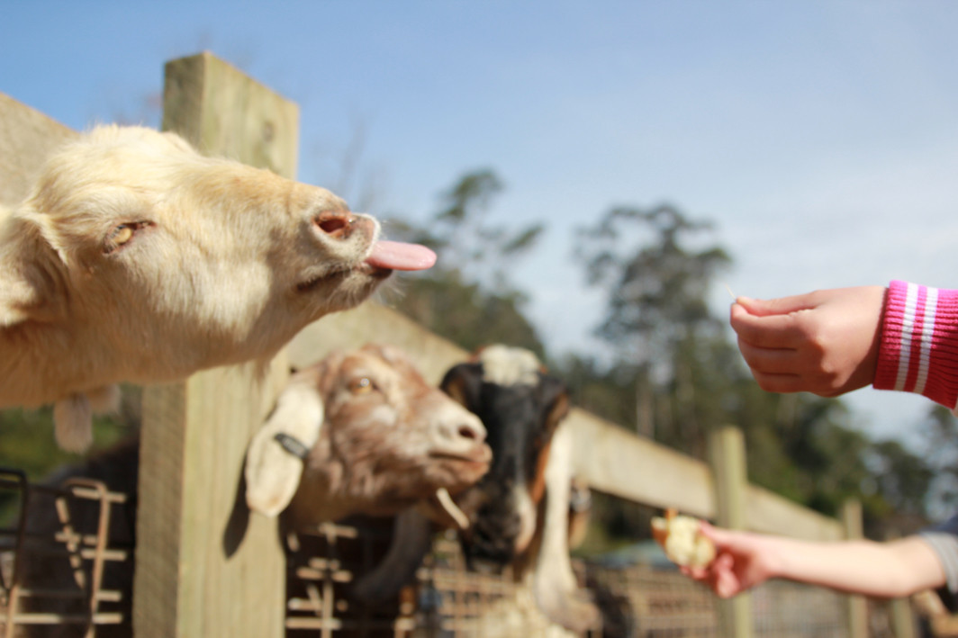 Golden Ridge Animal Farm, Dural, Sydney