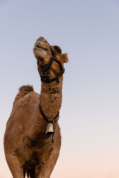 Photograph of a camel in the desert