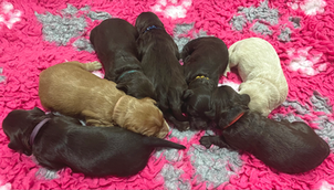 Gold, Chocolate Brown Australian Cobberdog Puppies