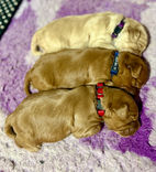 Gold & Blonde Australian Cobberdog Puppies
