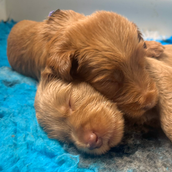 Red Australian Cobberdog Puppy