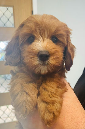 Red Australian Cobberdog Puppy