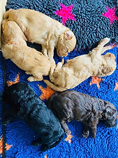Gold Chocolate Black Australian Cobberdog Puppies