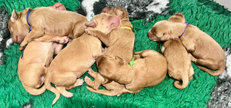 Gold Australian Cobberdog Puppies