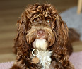 Chocolate & White Parti Australian Cobberdog