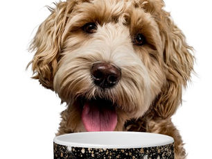 Big Deals! Black gold glitter name script pet bowl