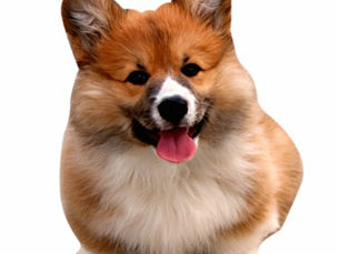 Hot Deals! Corgi cute puppy cutout