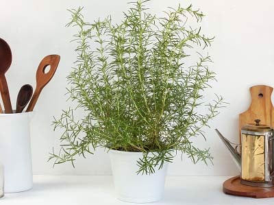 Note when taking care of Rosemary plants that you may not know!