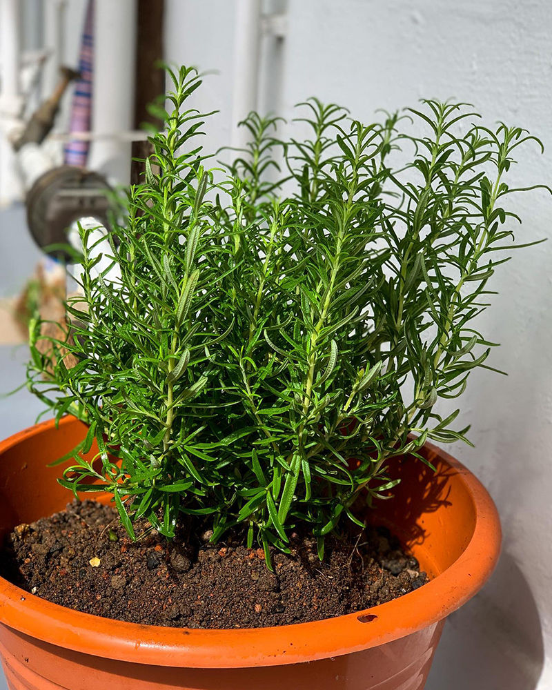 Huong Thao - Rosemary: A special fragrance to help refresh the spirit