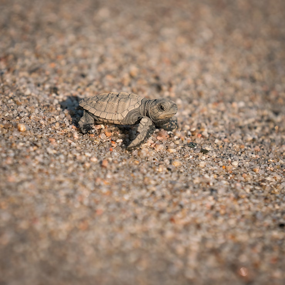 New hatchlings are up against the clock to get to the water and start their lives.