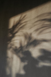 Schatten von Pflanzen werfen Formen auf eine beige Wand.