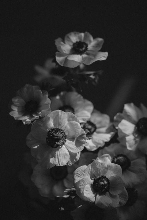 Künstlerisches Schwarz-Weiss-Blumenmotiv mit weichem Licht und Detailfokus.