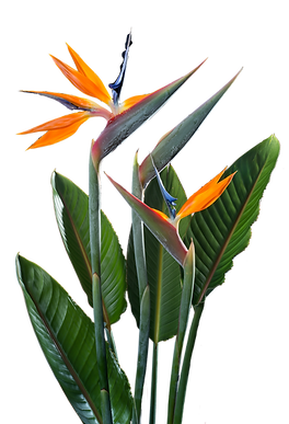 Exotic Flower