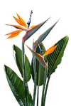 flor exótica