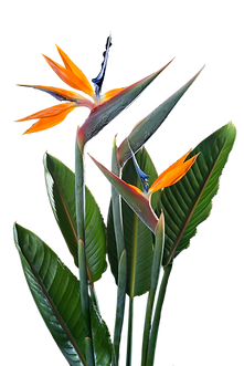 flor exótica