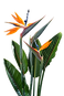 Exotic Flower