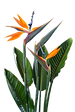 Exotic Flower