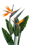 Flor exótica