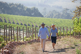 Vineyard 1