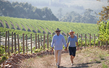 Vineyard 1