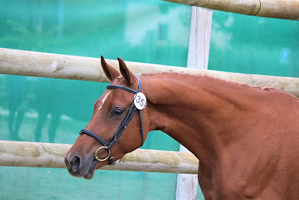 SF 3 ans-(c)Mathilde (3).JPG