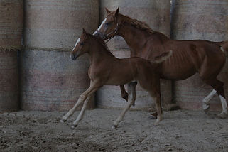 IMG_4298_edited.jpg